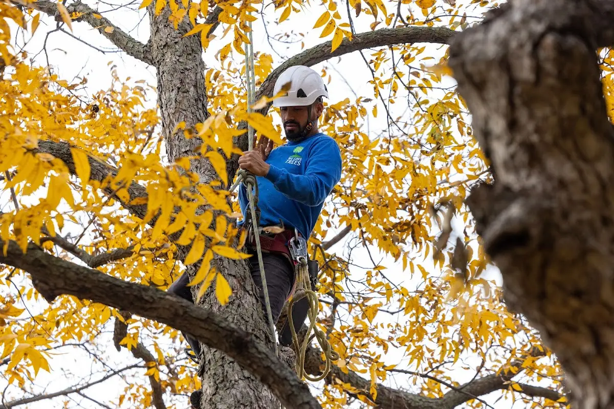 Skilled Storm Damage Cleanup crew working in Colgate